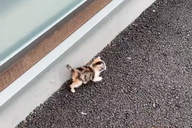 1只小奶猫跟在身后，男子犹豫后决定收养，几天后觉得捡到宝了