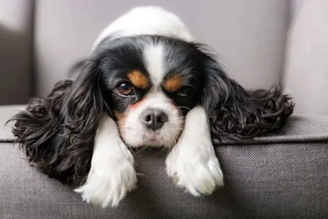 挪威发布繁殖禁令：禁止繁殖英国斗牛犬和骑士查理王猎犬。