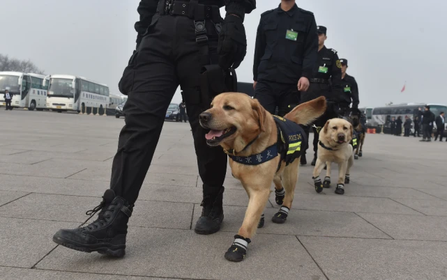 警犬退役后的生活～