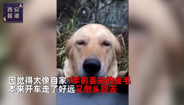 女子偶遇金毛发现是走失1年的家犬，跟它去收养人家后感慨又感动