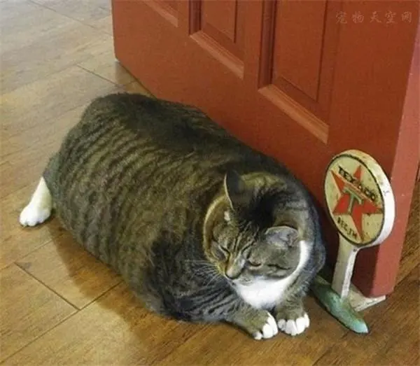 你家的猫咪身材咋样？是否胖成了煤气罐？