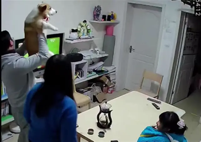男子激动举柯基庆祝女足夺冠，当事人：事后给了它一碗狗粮压惊