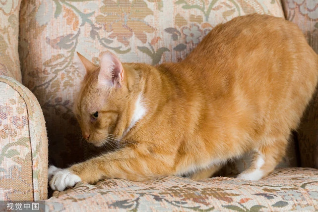 猫咪叫声的含义