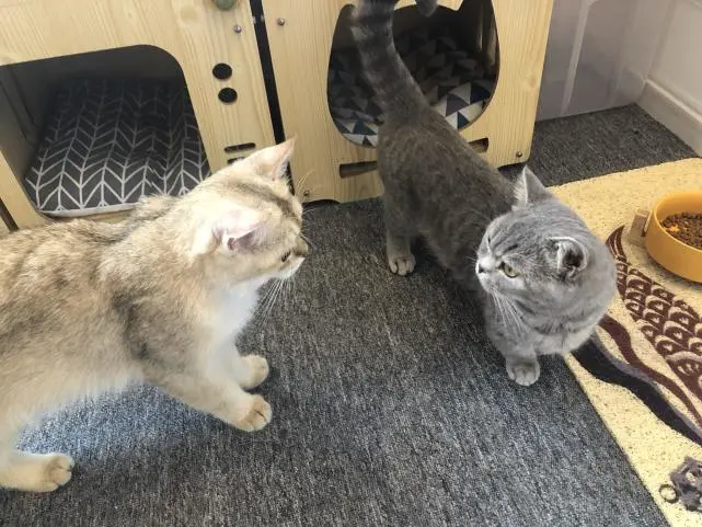 养猫的4大好处，你感受到了吗？