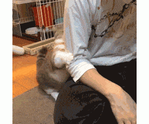 猫咪都好色？猫咪更喜欢女生，原来有这些原因