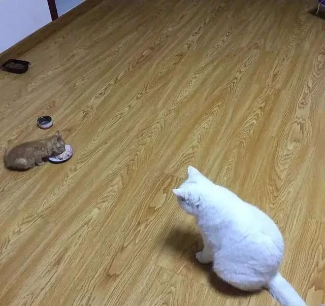 离婚后，父母不接受我的猫，我选择搬走，最勇敢的决定