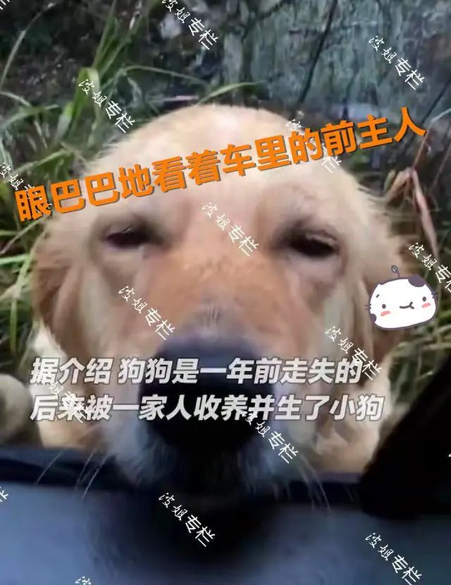 女子走亲戚偶遇失踪一年的爱犬，被好心人收养，还生了一窝小奶狗