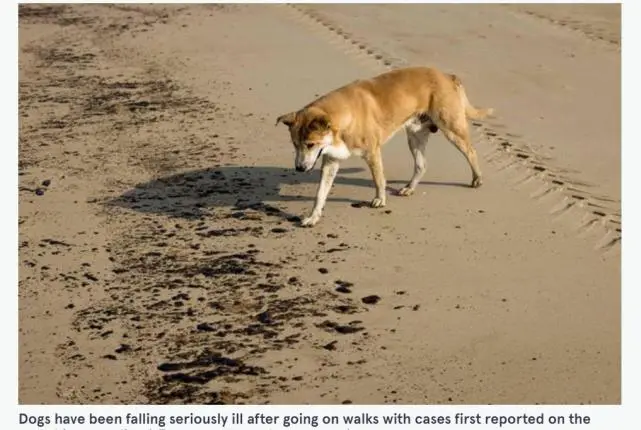 又一场疫情！疑似“犬冠状病毒”在英国蔓延，数百条狗中招