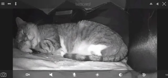 猫趣｜铲屎官的父亲不让在家养宠物，却在户外为流浪猫建造了温暖的猫屋