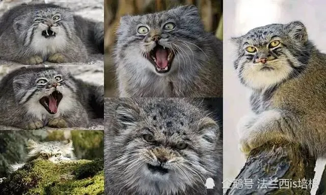 世界上跑得最慢的猫科动物是谁？它长着一张扁扁脸，脸上写满了不高兴