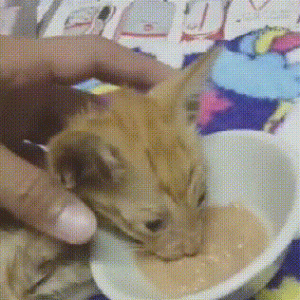 在热闹广场上有只流浪猫饿晕了，只因身上太脏，没人愿意伸出援手