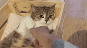 若一只猫总是这样睡，说明它心里没有你！