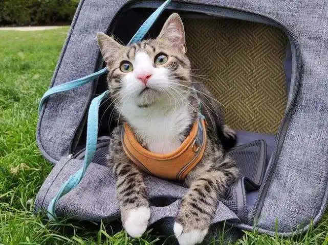 猫咪“最讨厌”的8种行为，求你不要再对猫做了