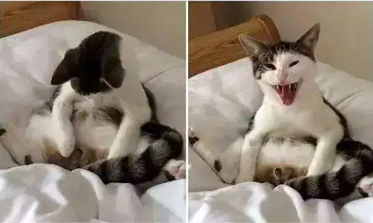 偷偷告诉你，猫咪在“拆蛋”后，有很大的变化！