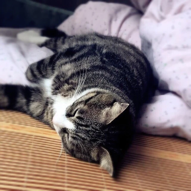 你真的适合养猫吗？