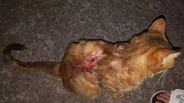 流浪猫却被严重烫伤，经过一个月的救治，银渐层恢复天性，成为漂亮猫咪