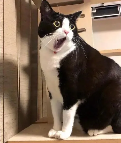 最“难伺候”的几种猫，敢养的都是汉子！
