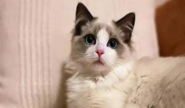 古人对养狗或是养猫都有哪些讲究呢？其中有几分道理？
