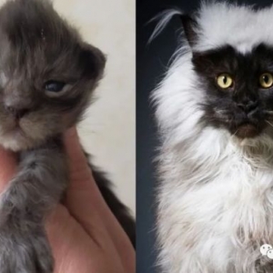 吸血鬼喵星人？法国的一只缅因猫火了，因为长相类似狐猴