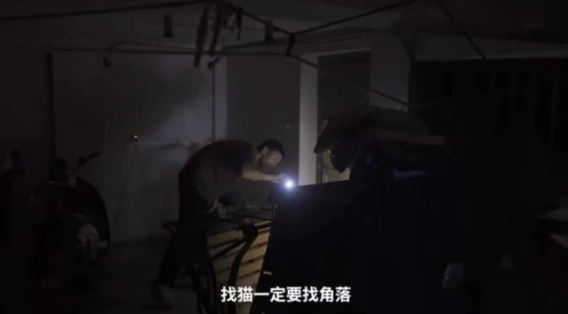 一天“5000元”的宠物侦探真能发一笔横财