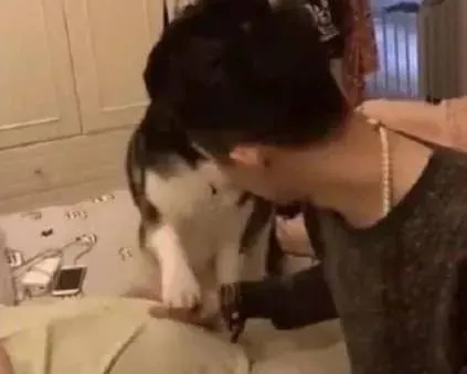 女主人怀孕之后 二哈的反应太有爱了 难道这是一只假的哈士奇？