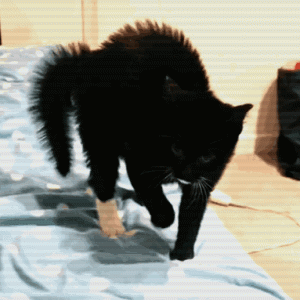 猫咪“拱背”的行为，原来有这些含义