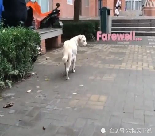 爆哭！小狗崽要被领养，狗妈妈舔了又舔，然后扭头走让人泪目