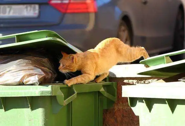 为什么几乎所有的猫都沉迷于翻垃圾桶呢？