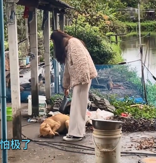 女子跟老公回老家给狗凶，随后拿出“武器”，汪：是不是玩不起？