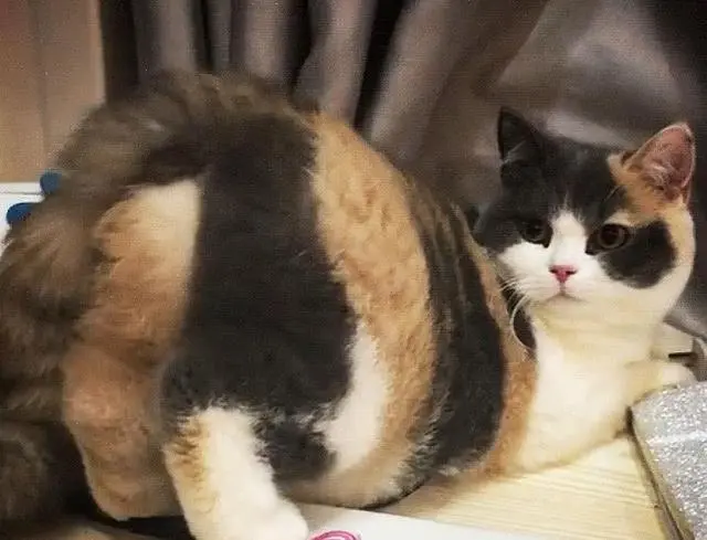 猫咪之所以喜欢用屁股对着你，其实是想跟你说这几件事