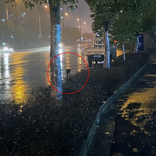 雨中艰难行走的流浪狗，被冻得瑟瑟发抖，好心人为救狗跟随3小时