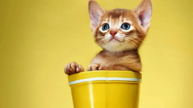 不要再责怪猫猫对你爱答不理了！它很可能有“精神病”