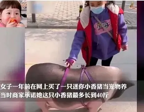 女子在网上买了头小香猪，结果被喂成一头大肥猪