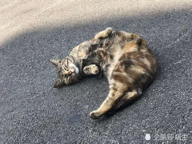 传说中的“吸猫体质”！陌生猫咪对你有三种行为，说明你很有猫缘
