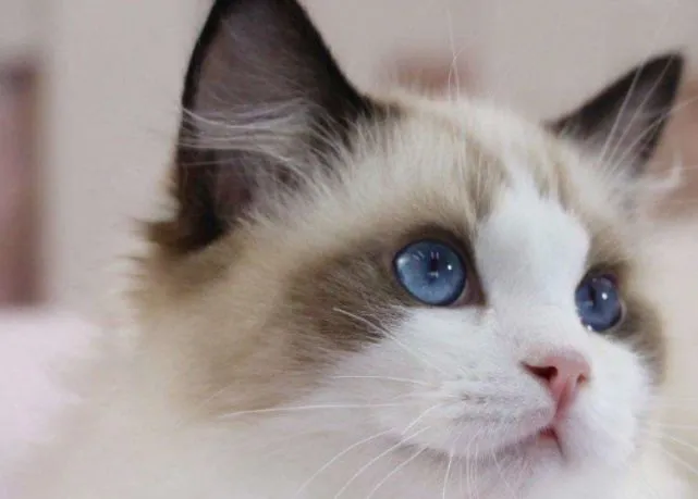 养布偶猫后，你可曾后悔过吗？