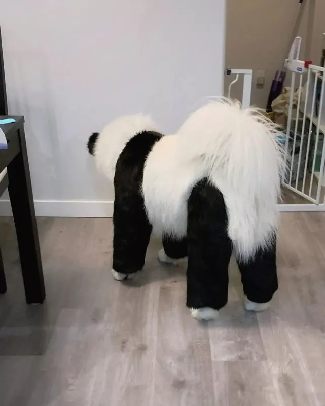 谁不想拥有一只萨摩耶熊猫呢？