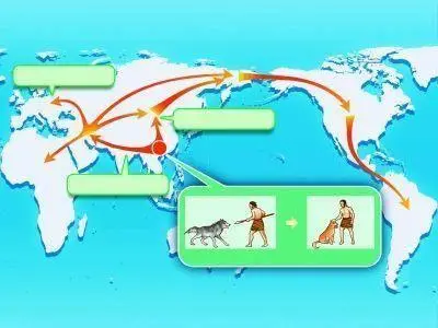 狼如此凶猛，古人是怎么把狼驯化成狗的？