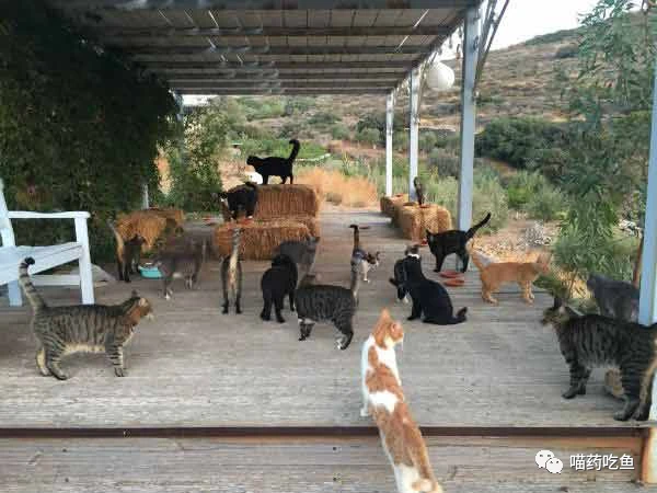 找一份照顾猫咪的工作不香吗？这样的神仙工作你心动了吗