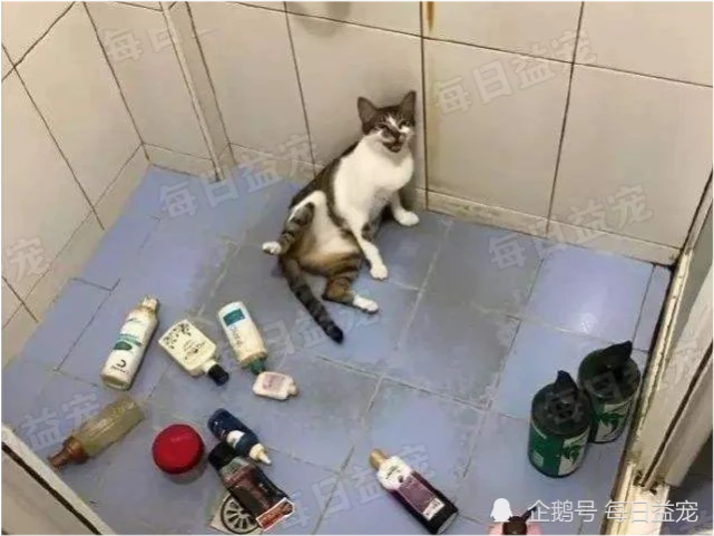 养猫后，我过上了“极简”生活，网友：真实到让人落泪！