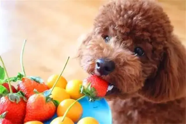 泰迪犬“白送”给我都不要，这几点，实在太讨厌了！