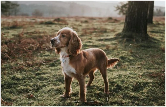 英国女王的新宠，这次终于不是柯基了，冠军猎犬来头不小