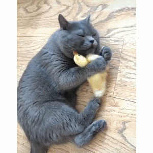 养猫发布新规：这几种猫，不能往家里带了
