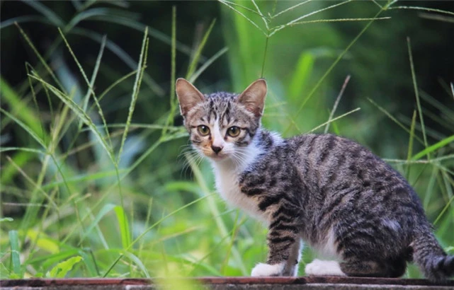 狸花猫的弃养率为什么这么高？原来是这5点很“遭人嫌”