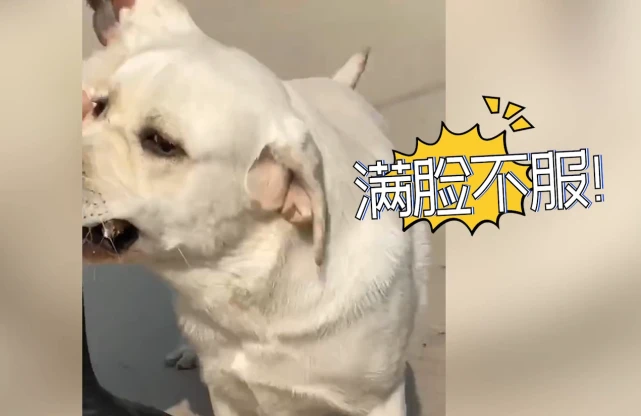 河南一狗子呆在村里不愿回城，被主人抓走之后一脸不服，逗乐网友