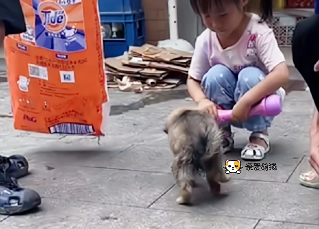 小奶狗在路边等妈妈，却因太懂礼貌被人类盯上，女孩遇到直接抱走