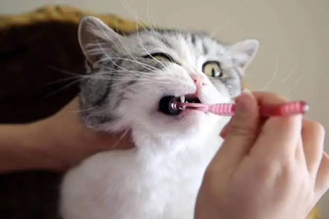 干货：延长猫咪寿命的9个方法，猫能陪你更久！