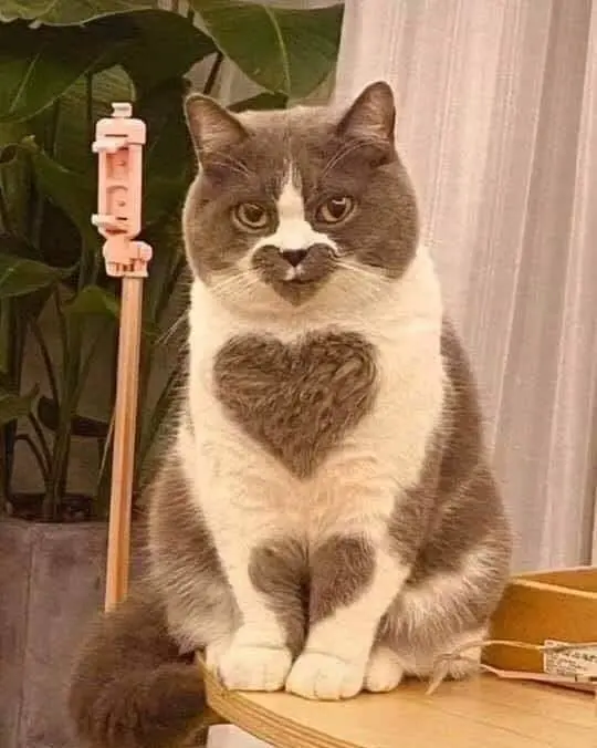 主人在铲屎的时候，猫咪的脑袋里在想啥？
