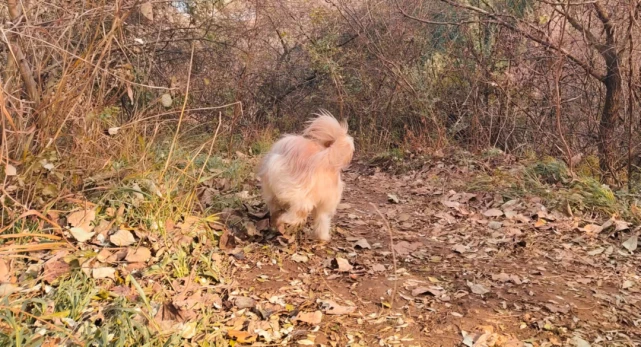 作为流浪狗，当我接纳了这个新家之后