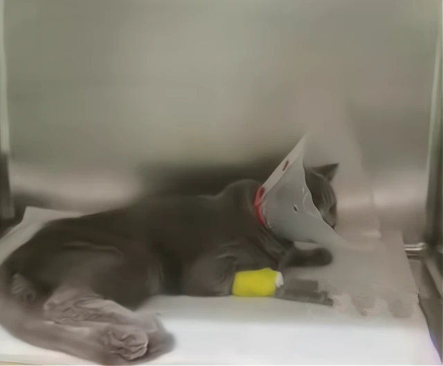 垃圾桶旁边有个猫包，凑近看清后很心疼：蓝猫怎么也会被抛弃？