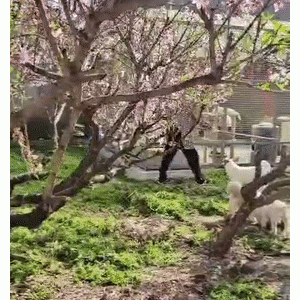 奇喵｜曾经的天之骄子，舍弃日进斗金的生意，做了猫咪院长享受田园生活